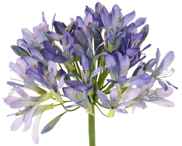 Agapanthus 88cm Blue