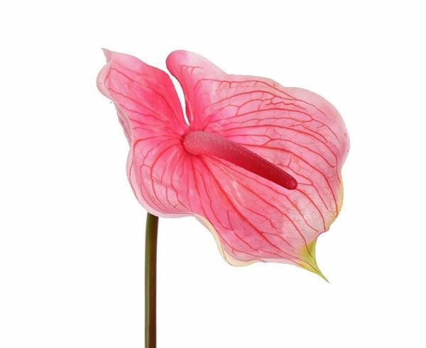 Anthurium 70cm Pink