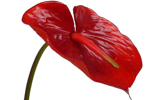 Anthurium 70cm Red