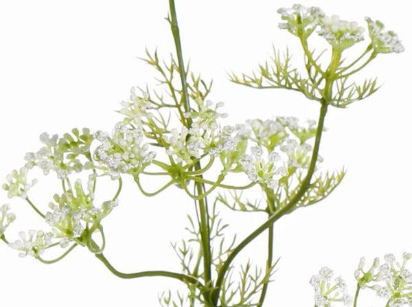 Dill | Aneth Graveolens 78cm White