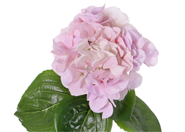 Hydrangea | Hortensia 60cm Pink