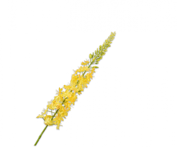 Eremurus 107cm Yellow