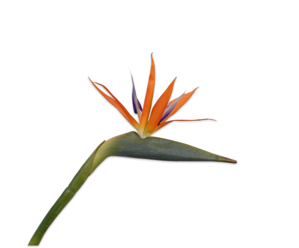 Strelitzia Bird of Paradise | Oiseau de paradis 95cm