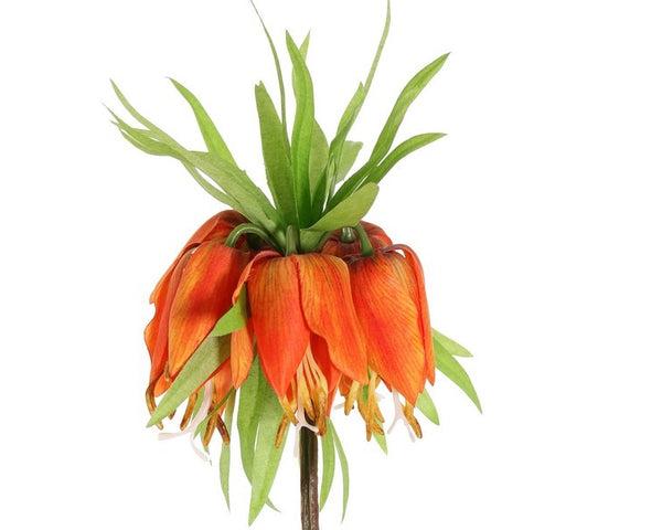 Fritillaria Imperialis 65cm Orange